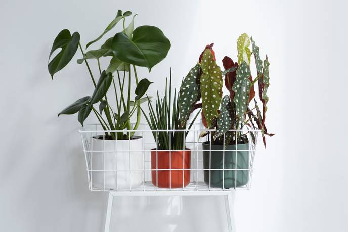 b.for soft rond 18cm blad groen